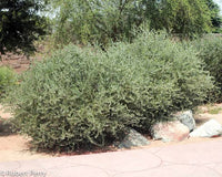 Heirloom Jojoba shrub seeds suitable for raised beds and large containers.