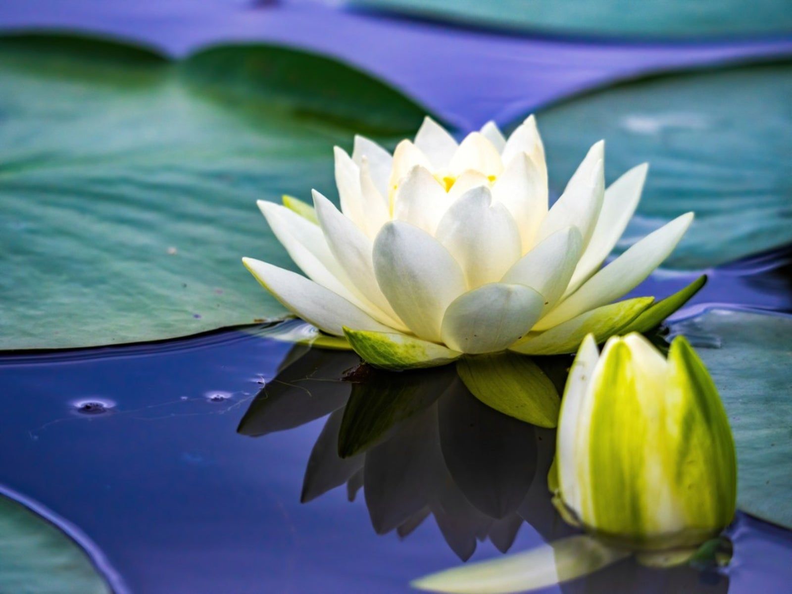 Aquatic Water Lily plant with floating leaves in an outdoor water garden.