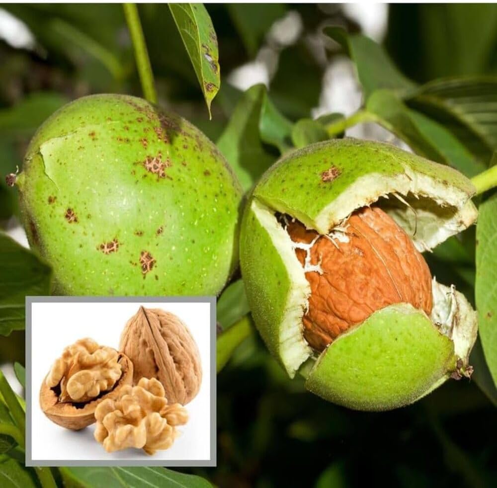 Juglans nigra tree seeds suitable for gardens, landscapes, and outdoor planting.