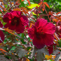 Burgundy Hibiscus Flower seeds for Planting Colorful Display Heirloom & GMO Free Seeds for Home Garden 
 
 Sale