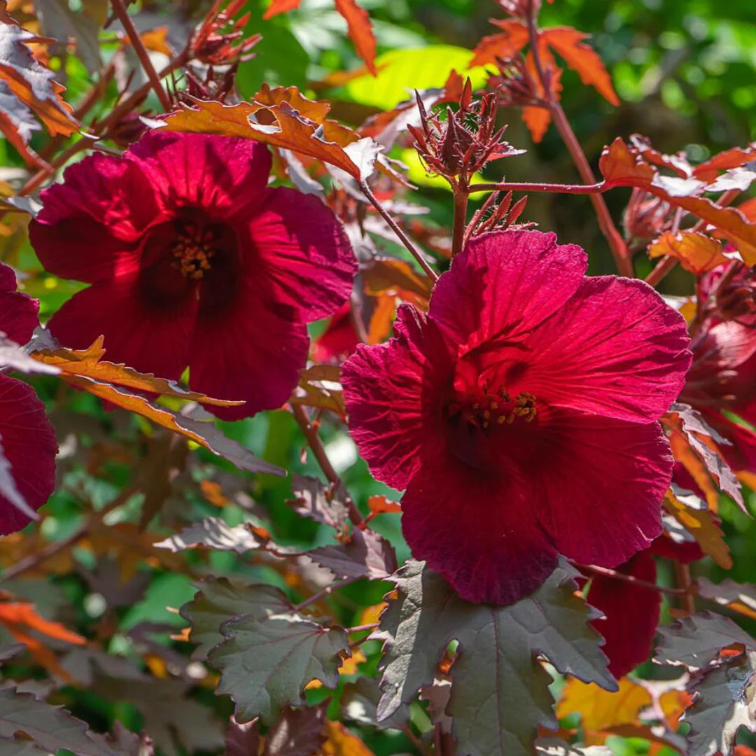 Cranberry Hibiscus Flower seeds for Planting Hardy Variety Heirloom & GMO Free Seeds for Home Garden
