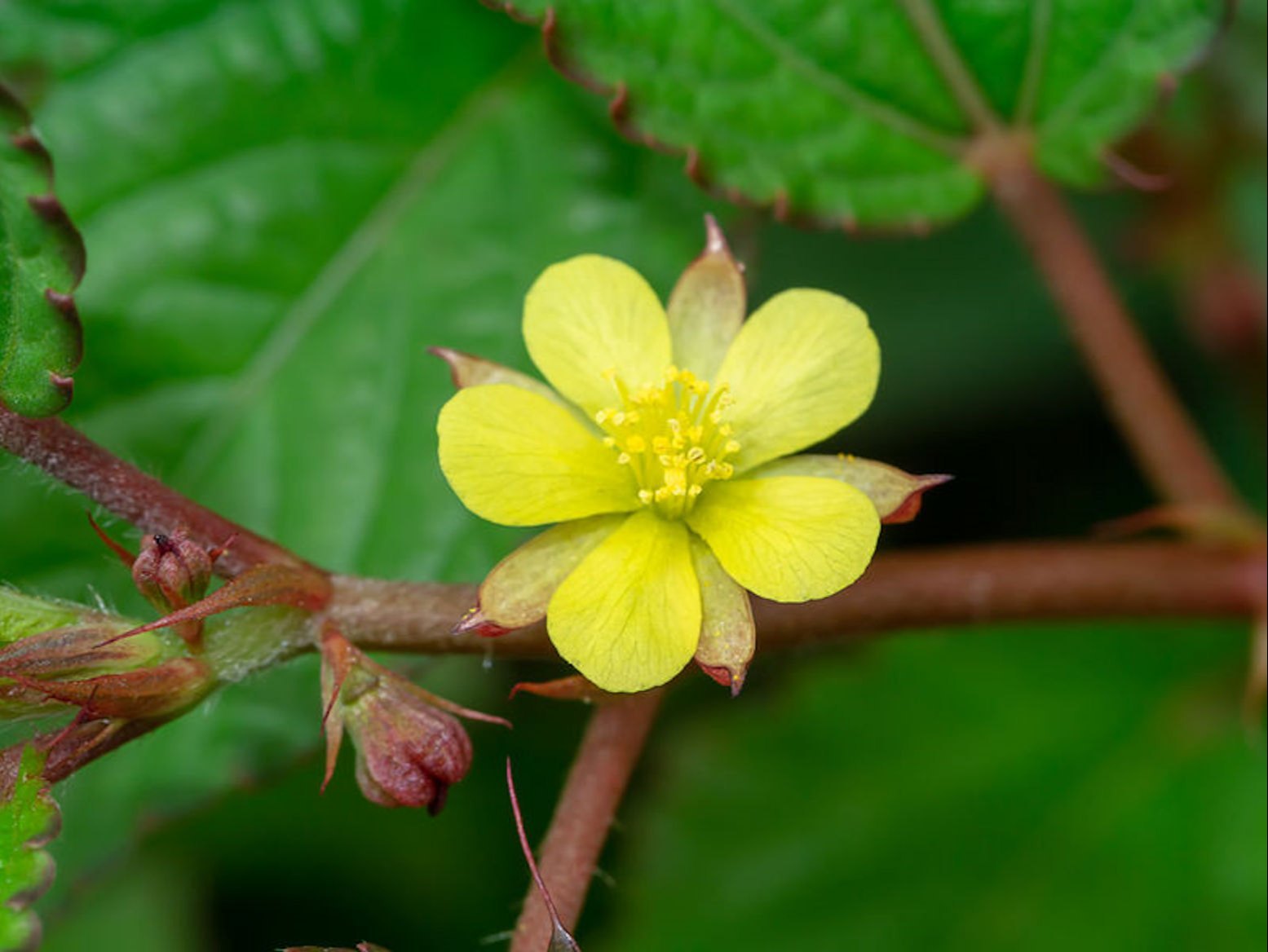 Corchorus Flower seeds for Planting - Seasonal Bloomer, Heirloom & GMO Free Seeds for Home Garden