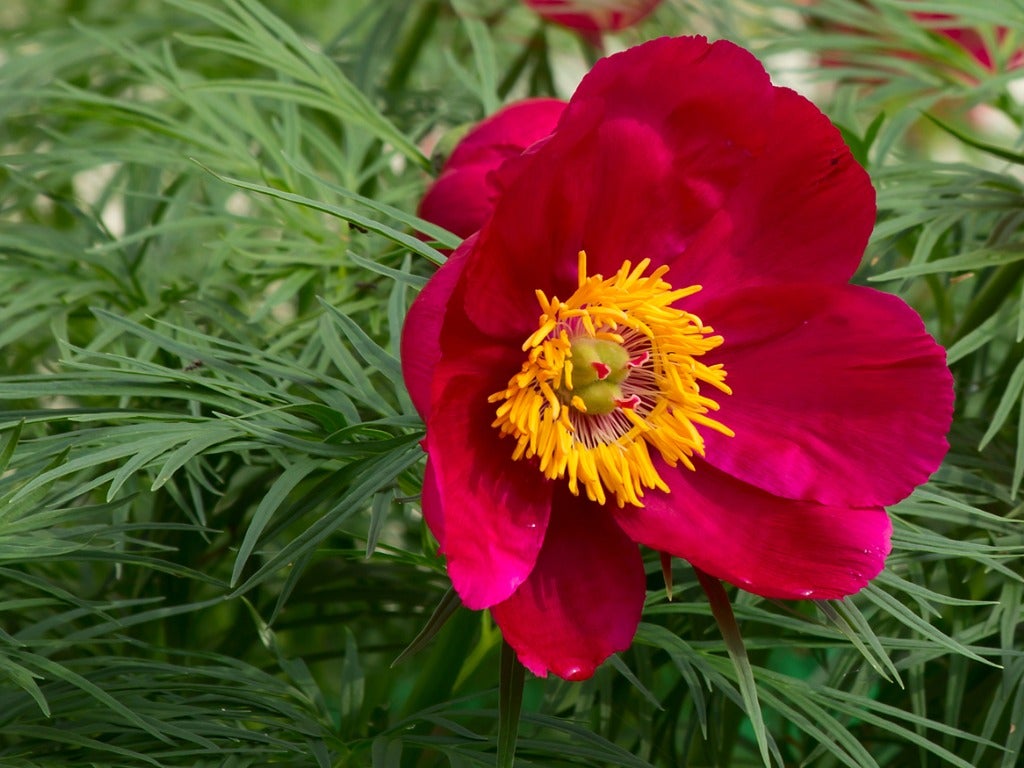 Fern Leaf Peony Paeonia spp Plant Seeds for Planting in Flower Bed