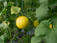 Honeydew Melon Seeds – Sweet Green Melons for Home Garden Growing