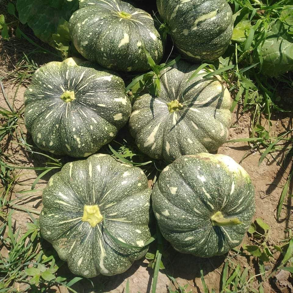 Kaddu Pumpkin Vine Growing in Home Garden