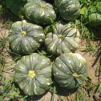 Kaddu Pumpkin Vine Growing in Home Garden
