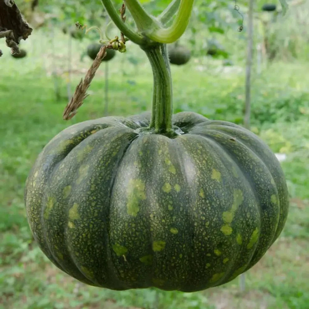 Kaddu Sitaphal Vegetable Seeds for Planting