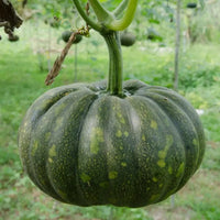 Kaddu Sitaphal Vegetable Seeds for Planting