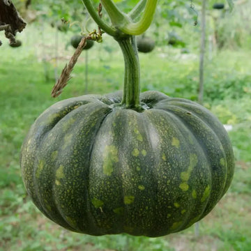 Kaddu Sitaphal Vegetable Seeds for Planting