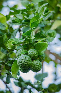 Kaffir Lime tree growing in a sunny outdoor garden landscape.