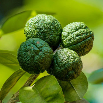 Kaffir Lime tree seeds for planting in home gardens and containers.