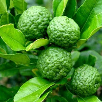 Fresh green Kaffir lime fruits growing on a tropical citrus tree.
