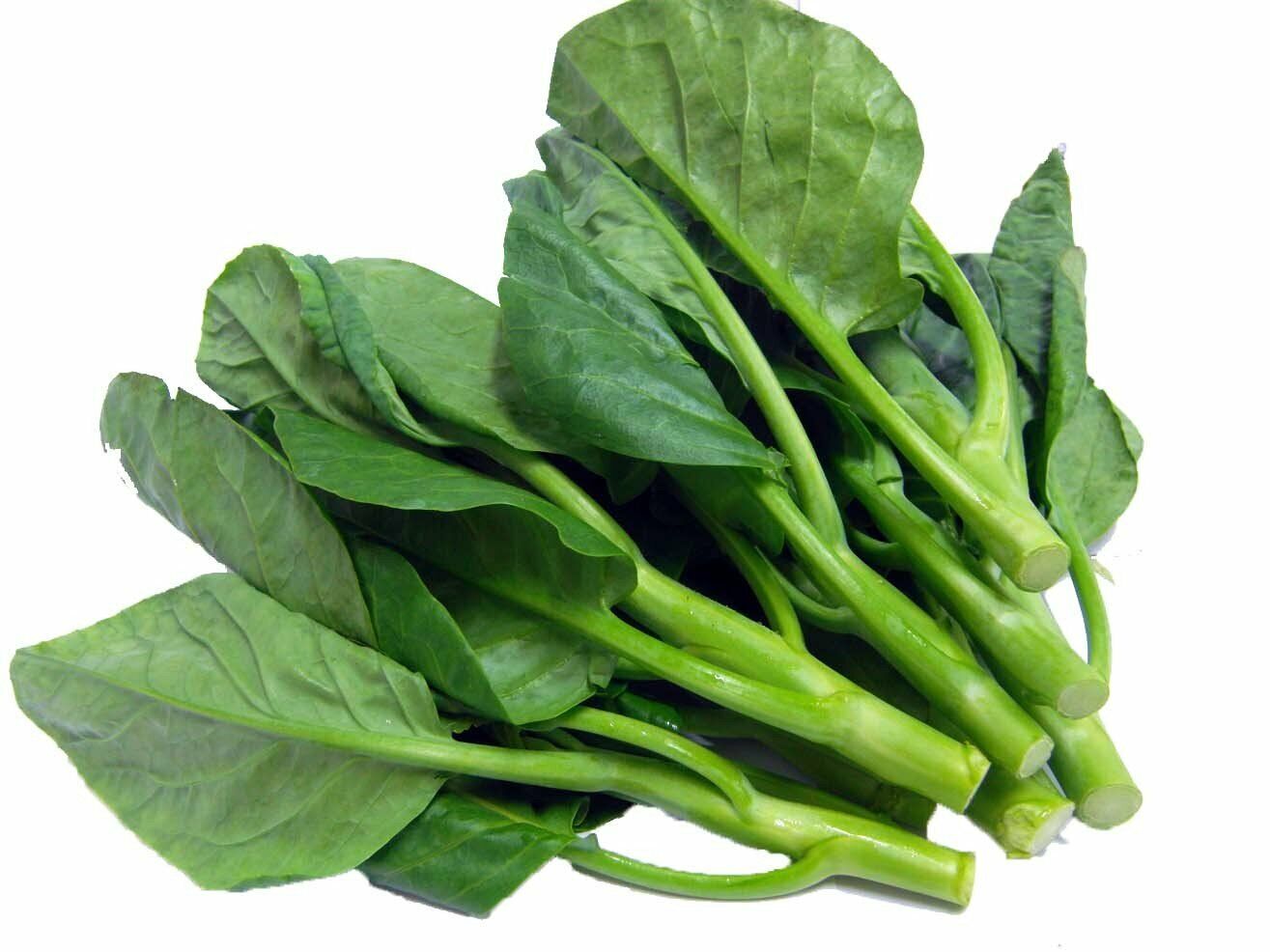 Healthy Kai Lan plant growing in home garden