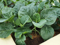 Kai Lan seeds for planting non-GMO Asian greens