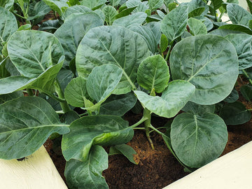 Kai Lan seeds for planting non-GMO Asian greens