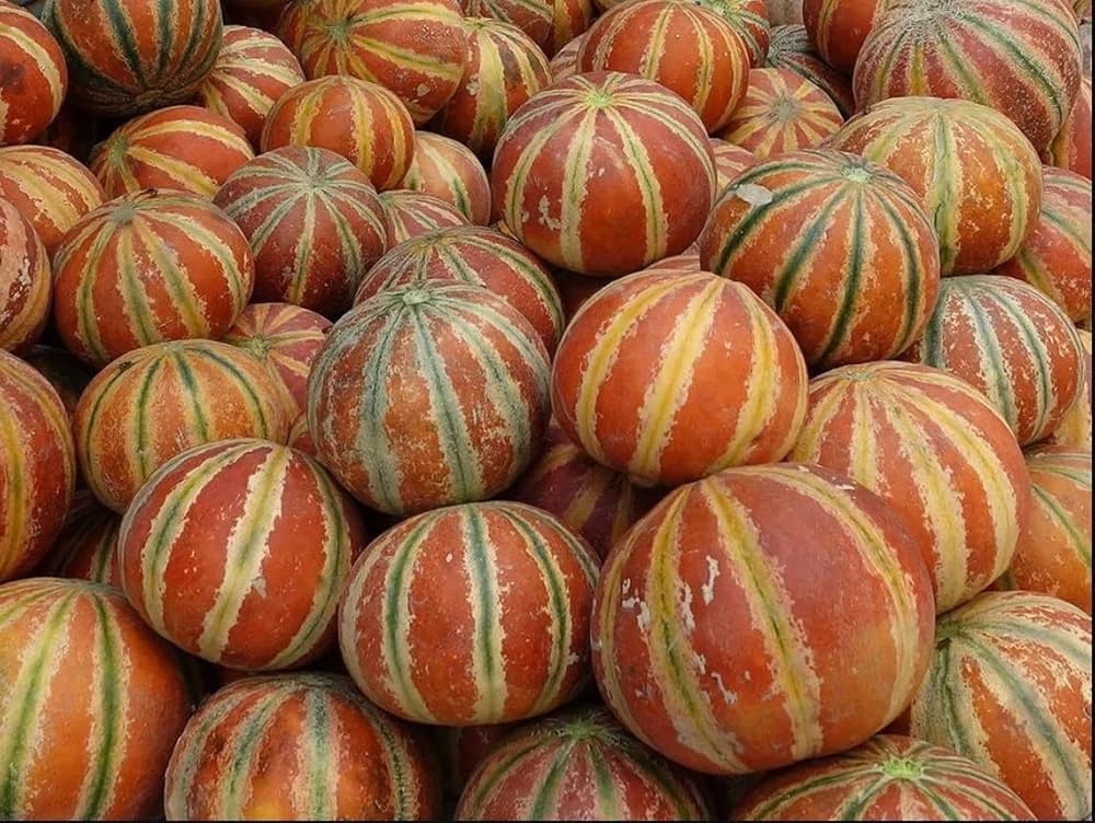 Kajari melon seed germination and planting guide