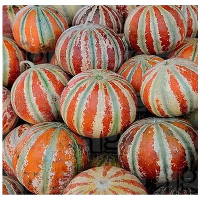 100 Pcs