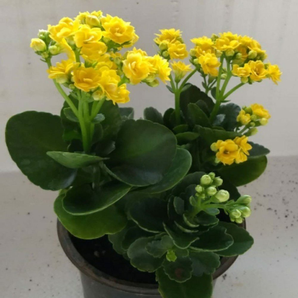 Kalanchoe Yellow Flower seeds for Planting - Cottage Garden Essential, Heirloom & GMO Free Seeds for Home Garden