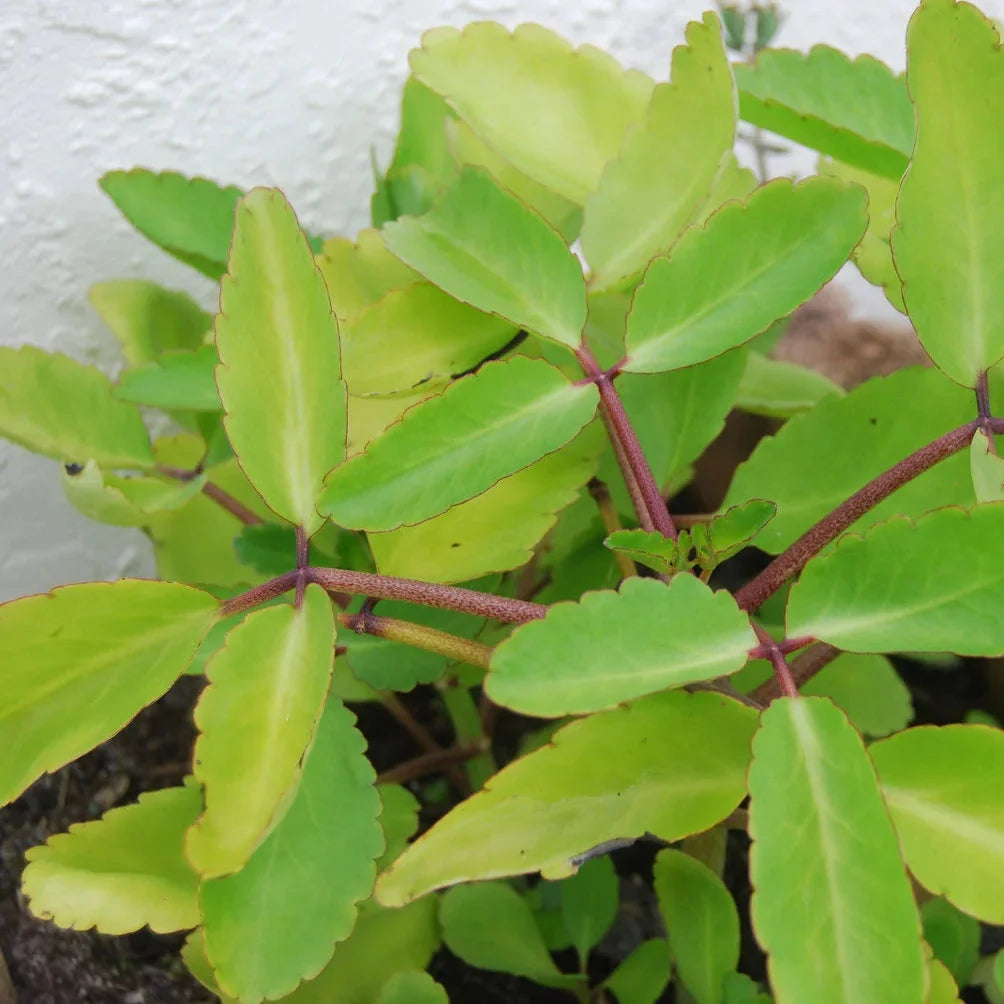 Kalanchoe pinnata succulent seeds suitable for rock gardens and indoor displays.