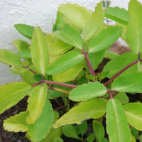 Kalanchoe pinnata succulent seeds suitable for rock gardens and indoor displays.