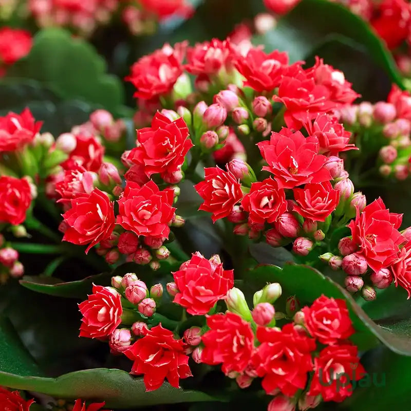 Multi-Color Kalanchoe Flower seeds for Planting - Bright Blooms, Heirloom & GMO Free Seeds for Home Garden