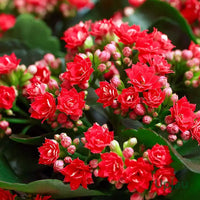 Kalanchoe Flower seeds for Planting - Long Bloom Season, Heirloom & GMO Free Seeds for Home Garden