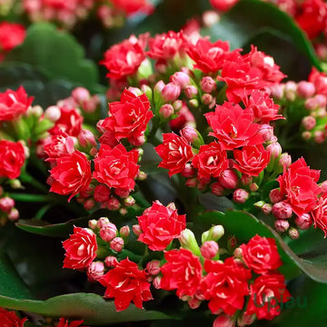 Kalanchoe Flower seeds for Planting - Long Bloom Season, Heirloom & GMO Free Seeds for Home Garden