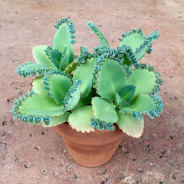 Kalanchoe Seeds for Planting