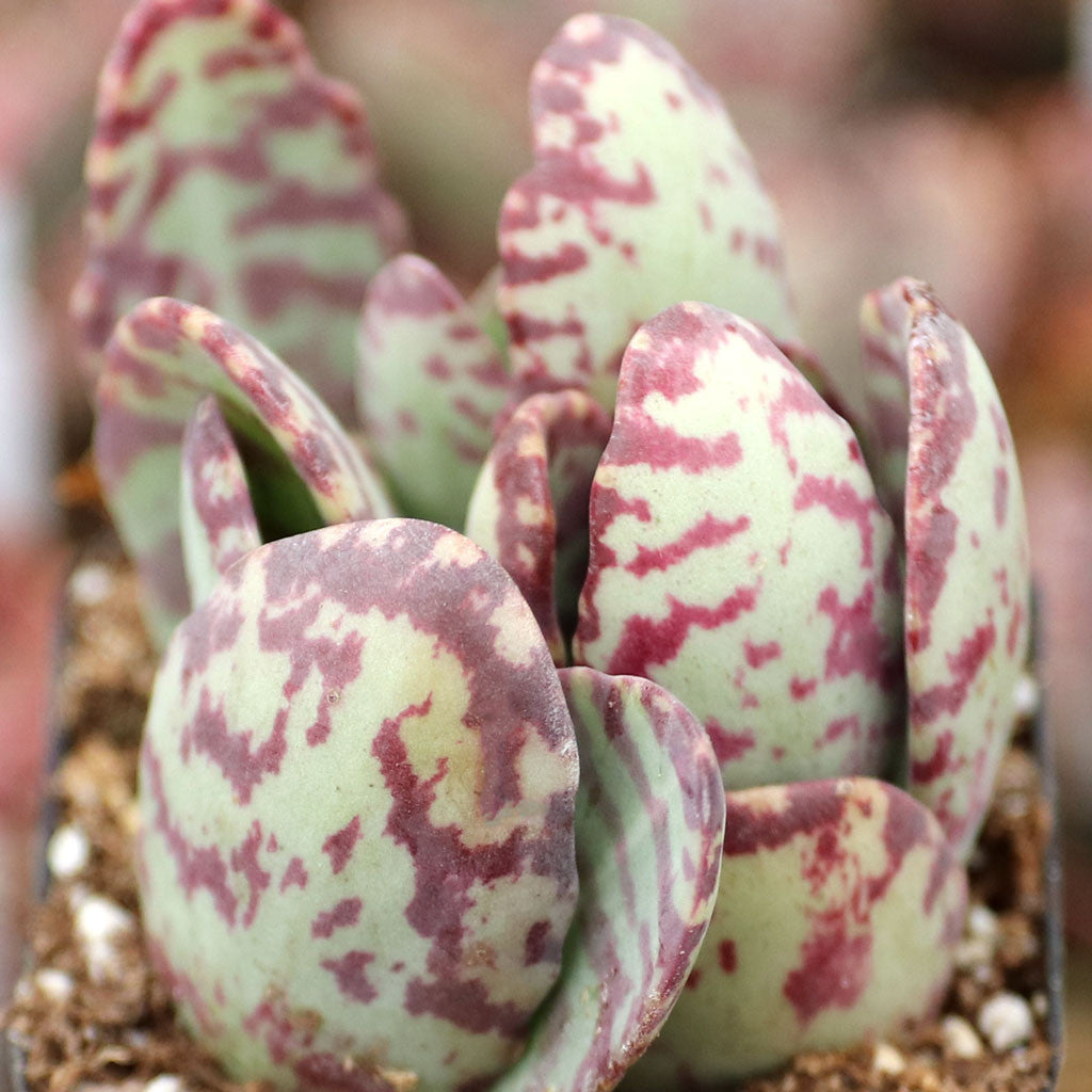 Purple White Kalanchoe Humilis Flower seeds for Planting Perfect for Borders Heirloom & GMO Free Seeds for Home Garden 
 
 Sale