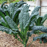 Young Cavolo Nero leafy vegetable plants thriving in a raised garden bed.

