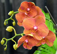 Orange Orchid Flower seeds for Planting Drought Tolerant Heirloom & GMO Free Seeds for Home Garden