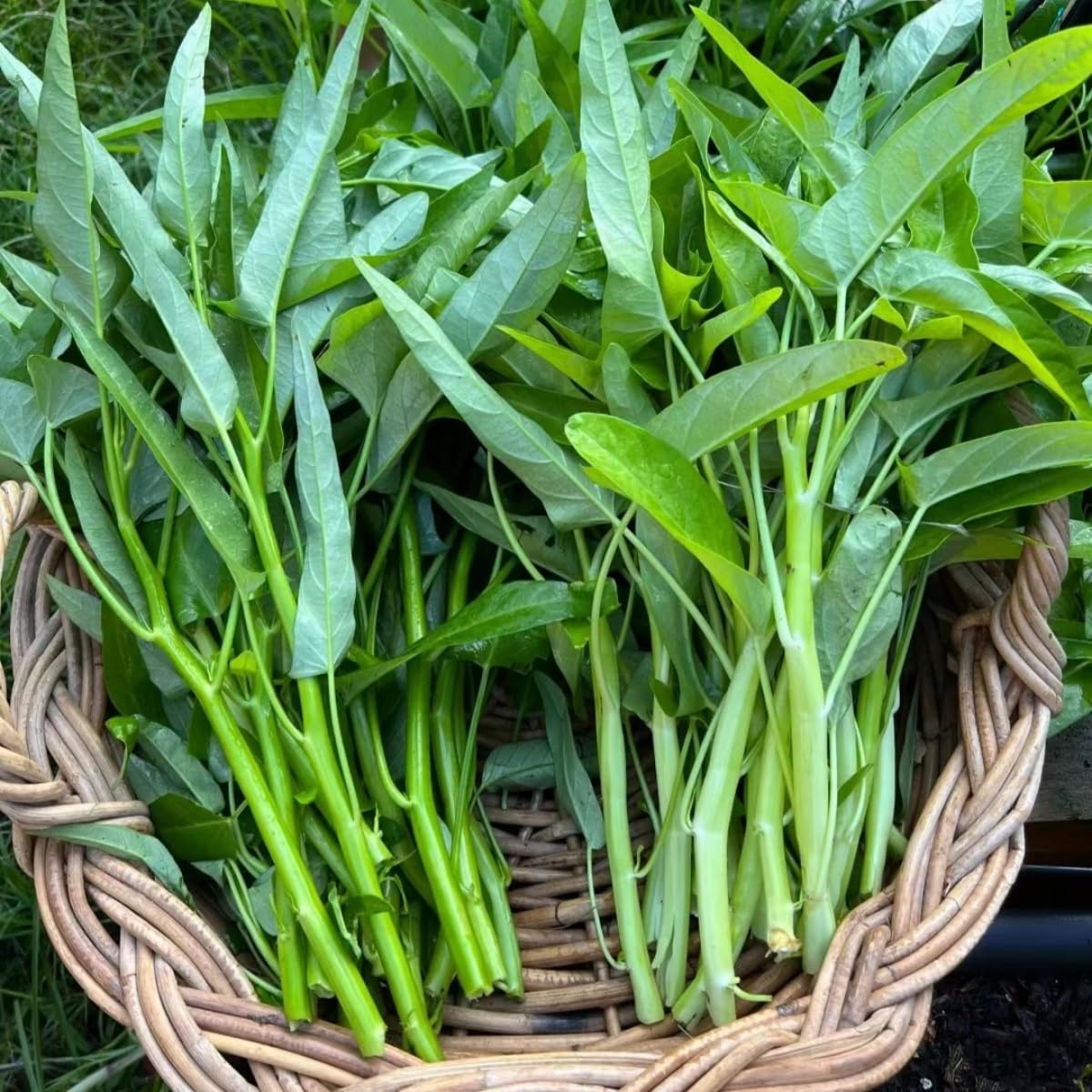 Kang Kong Water Spinach Entsai seeds for planting in home gardens and containers.