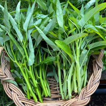 Kang Kong Water Spinach Entsai seeds for planting in home gardens and containers.