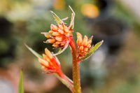 Anigozanthos Flower seeds for Planting Low Maintenance Heirloom & GMO Free Seeds for Home Garden