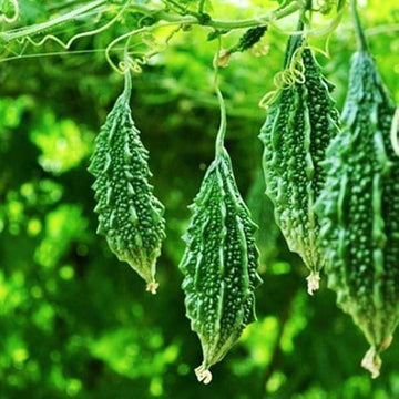 Karela seeds for planting Non GMO variety