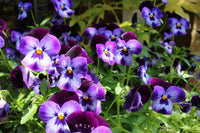 Wanchen Pansy Flower seeds for Planting Easy to Grow Heirloom & GMO Free Seeds for Home Garden