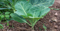 Fresh Kashmiri Saag growing in a productive kitchen garden.