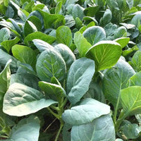 Kashmiri Saag seeds for planting in home gardens and raised beds.
