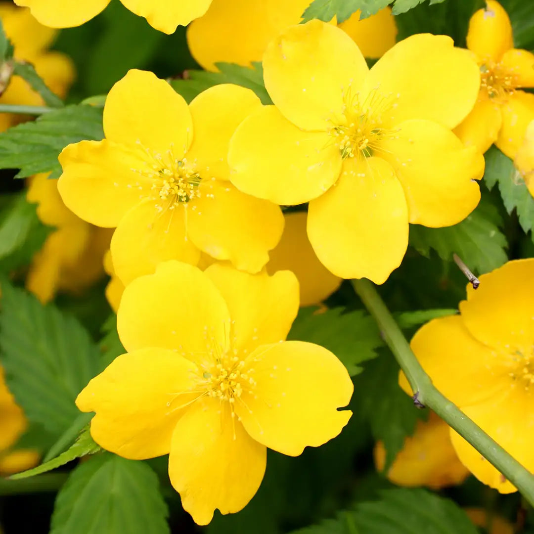 Kerria Japonica Flower seeds for Planting, Cottage Garden Essential Heirloom & GMO Free Seeds for Home Garden