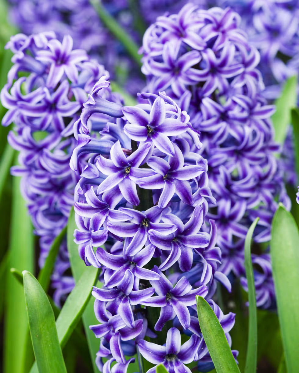 Lavender Hyacinth Flower seeds for Planting - Perfect for Borders, Heirloom & GMO Free Seeds for Home Garden