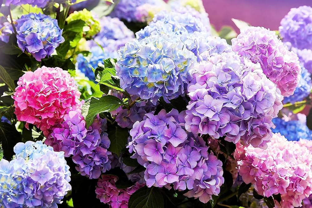 Khaki Hydrangea seeds for borders and decorative beds

