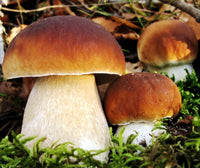 King Boletus mushroom spawn prepared for home cultivation.