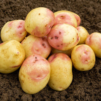 King Edward potato plants growing in a garden planting area