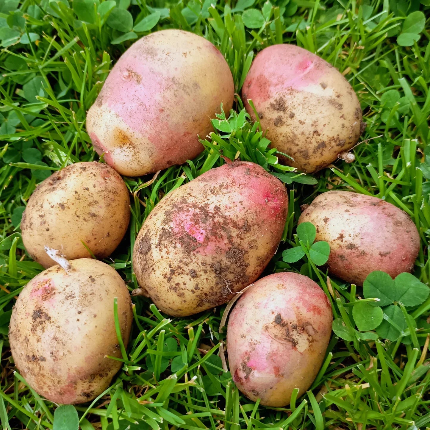Freshly harvested King Edward potatoes from a home garden