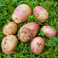Freshly harvested King Edward potatoes from a home garden