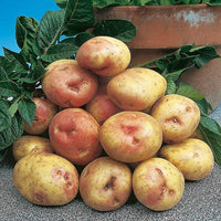 King Edward seed potatoes ready for planting in a home vegetable garden