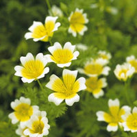 Yellow White Limnanthes Douglasii Flower seeds for Planting - Drought Tolerant, Heirloom & GMO Free Seeds for Home Garden