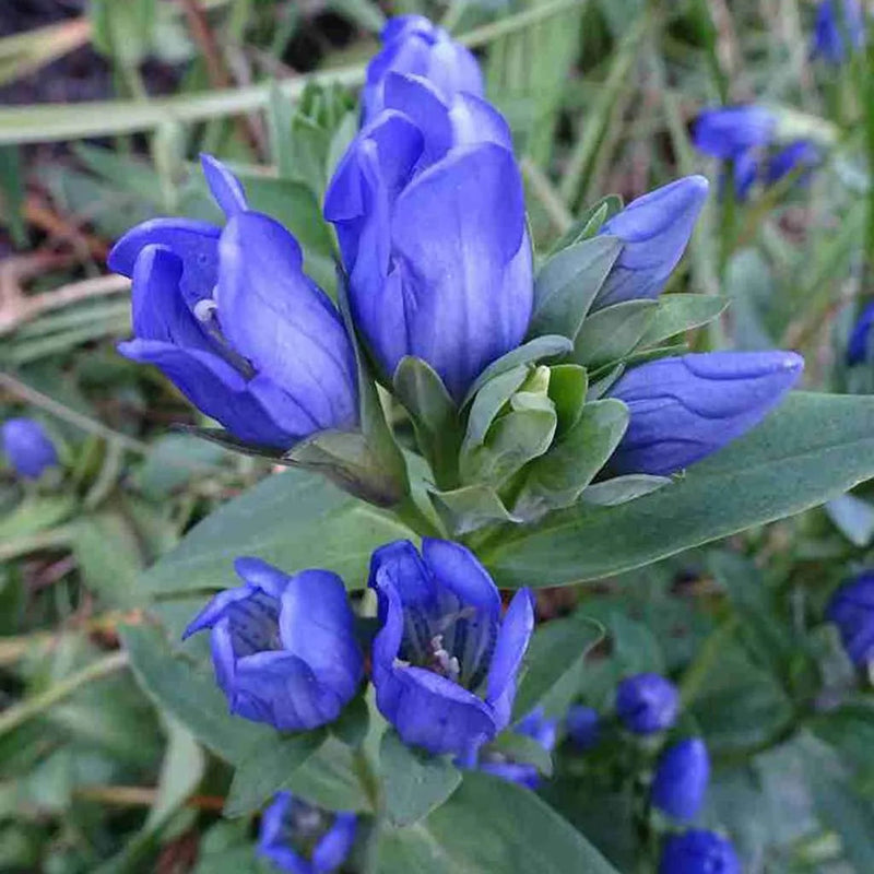 Blue Gentiana Sceptrum Flower seeds for Planting Easy to Grow Heirloom & GMO Free Seeds for Home Garden 
 
 Sale seeds for home garden planting