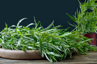 Mature Kitchen Tarragon growing in full sun