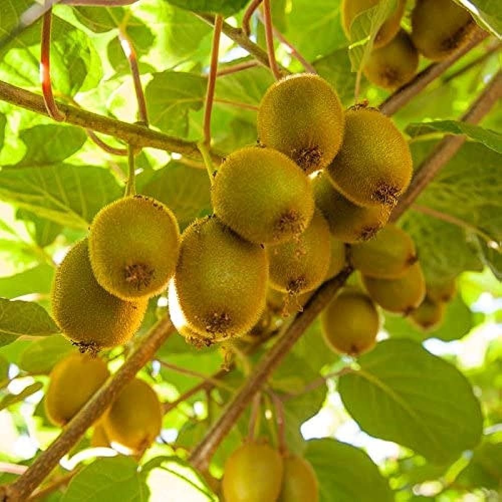Actinidia deliciosa kiwi vine growing on a garden trellis